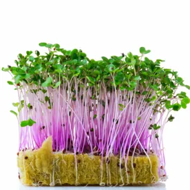 Микрозелень кольраби фиолетовой (пурпурной)